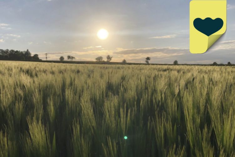 Forum Moderne Landwirtschaft e.V.